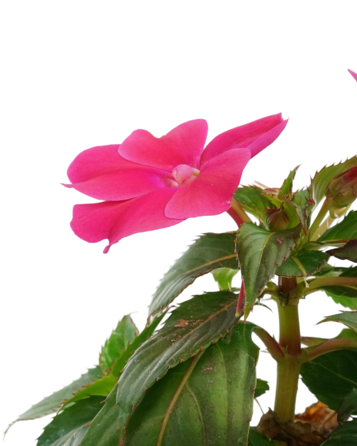 Sunpatiens 'Compact Rose Glow' - Annuals