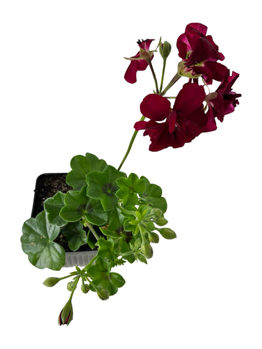 Ivy Geranium Ivy League® 'Burgundy' - Annuals