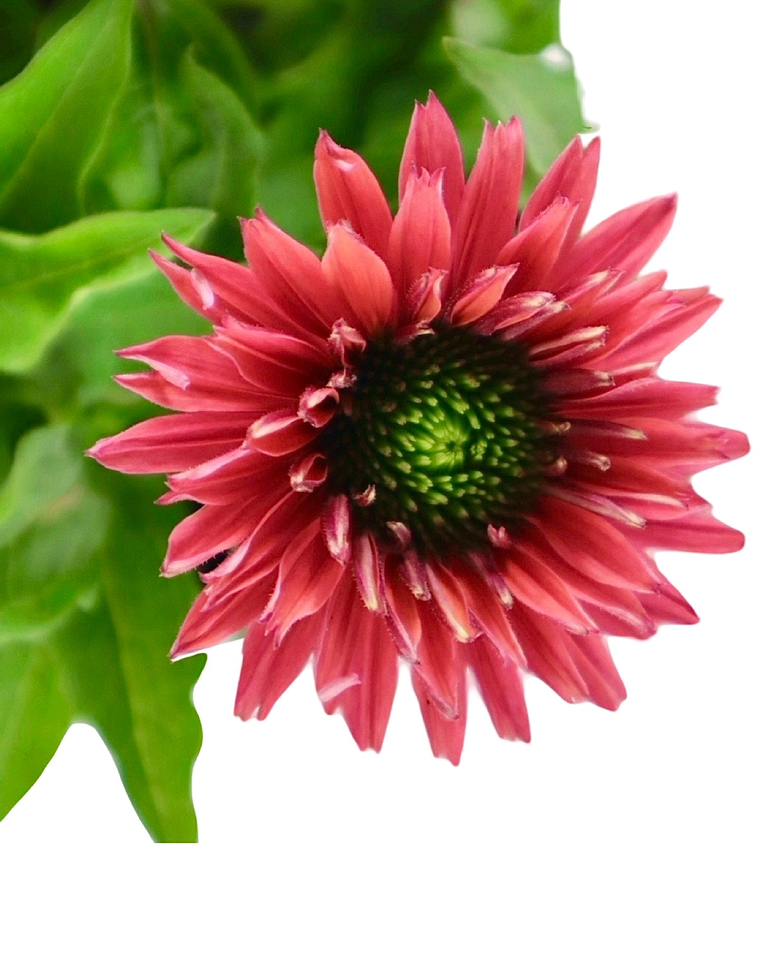 Echinacea SunSeekers® Sweet Fuchsia - Perennials