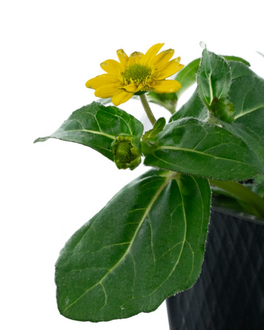 Sanvitalia 'Tsavo Yellow'