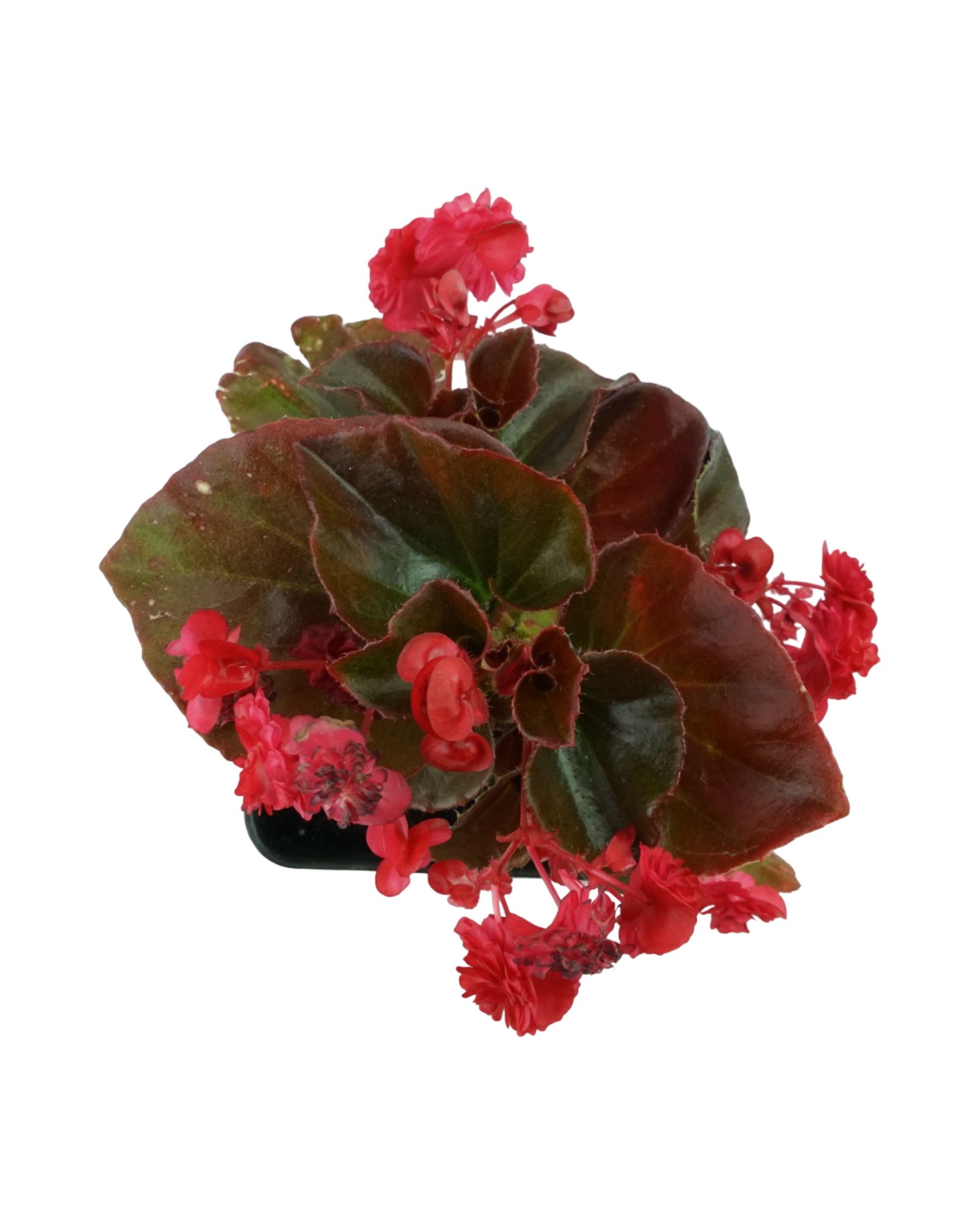 Begonia 'Doublet® Red' - Annuals