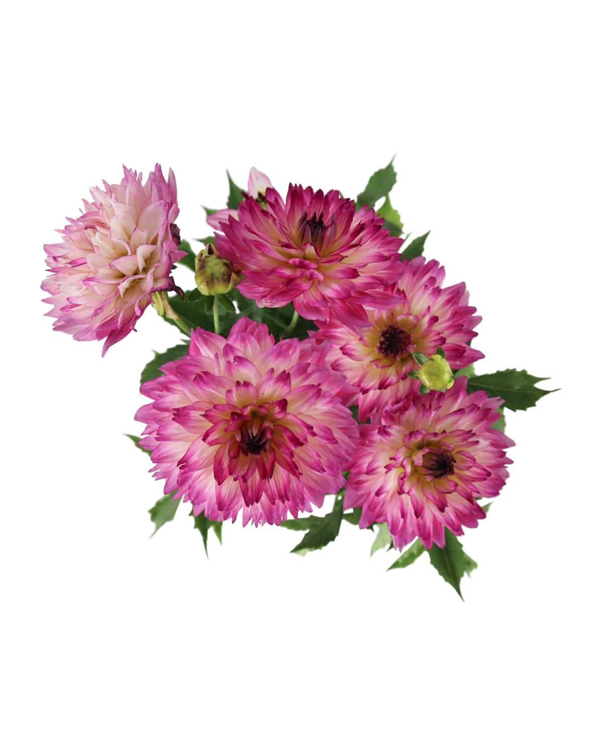 Dahlia pinnata 'Maggiore Rose Bicolor' - Annuals