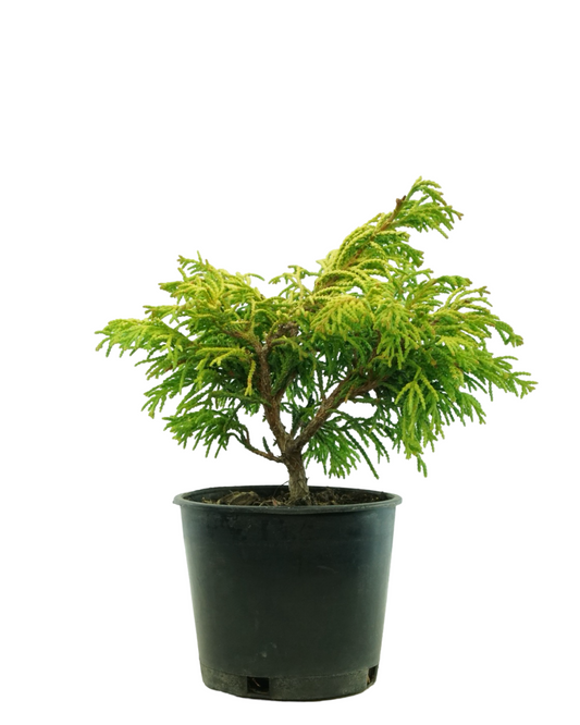 Chamaecyparis obtusa 'Sunny Swirl®'