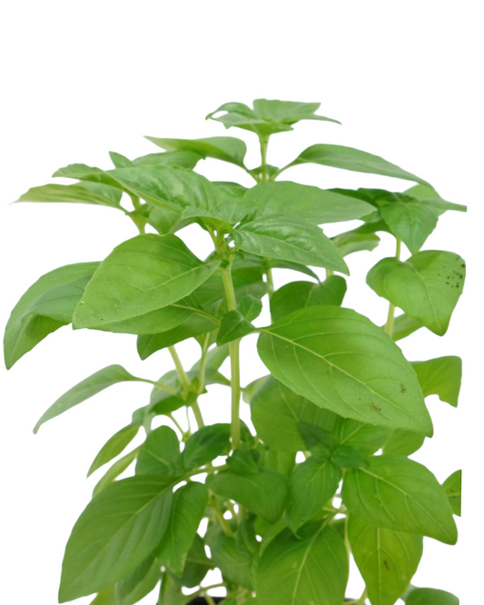 Basil Organic 'Everleaf Emerald Towers'