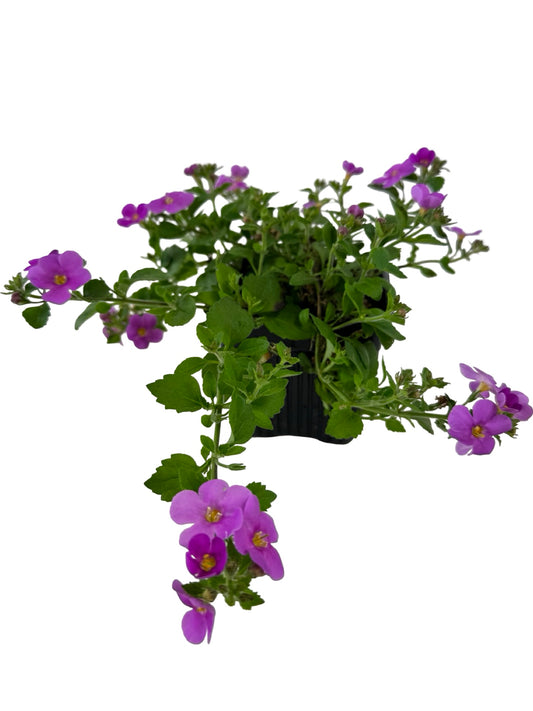 Bacopa Big Falls™ Dark Pink - Annuals