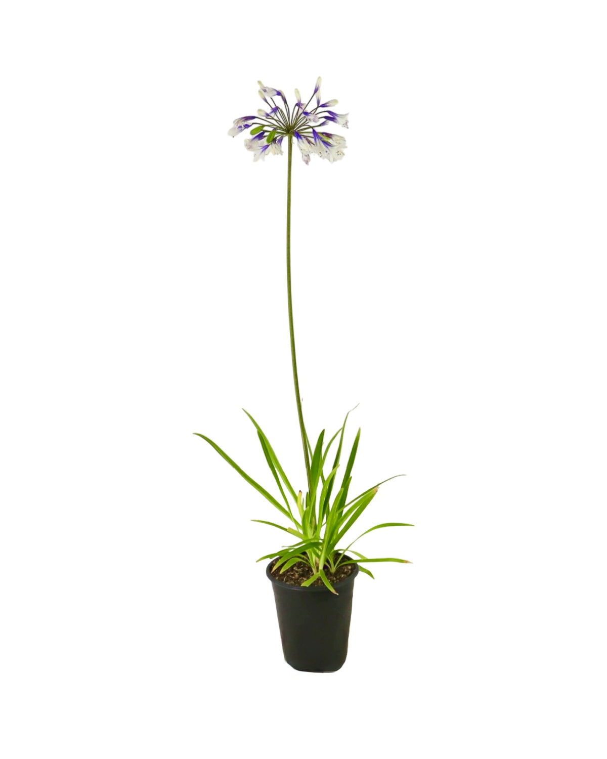 Agapanthus 'Twister' - Perennials