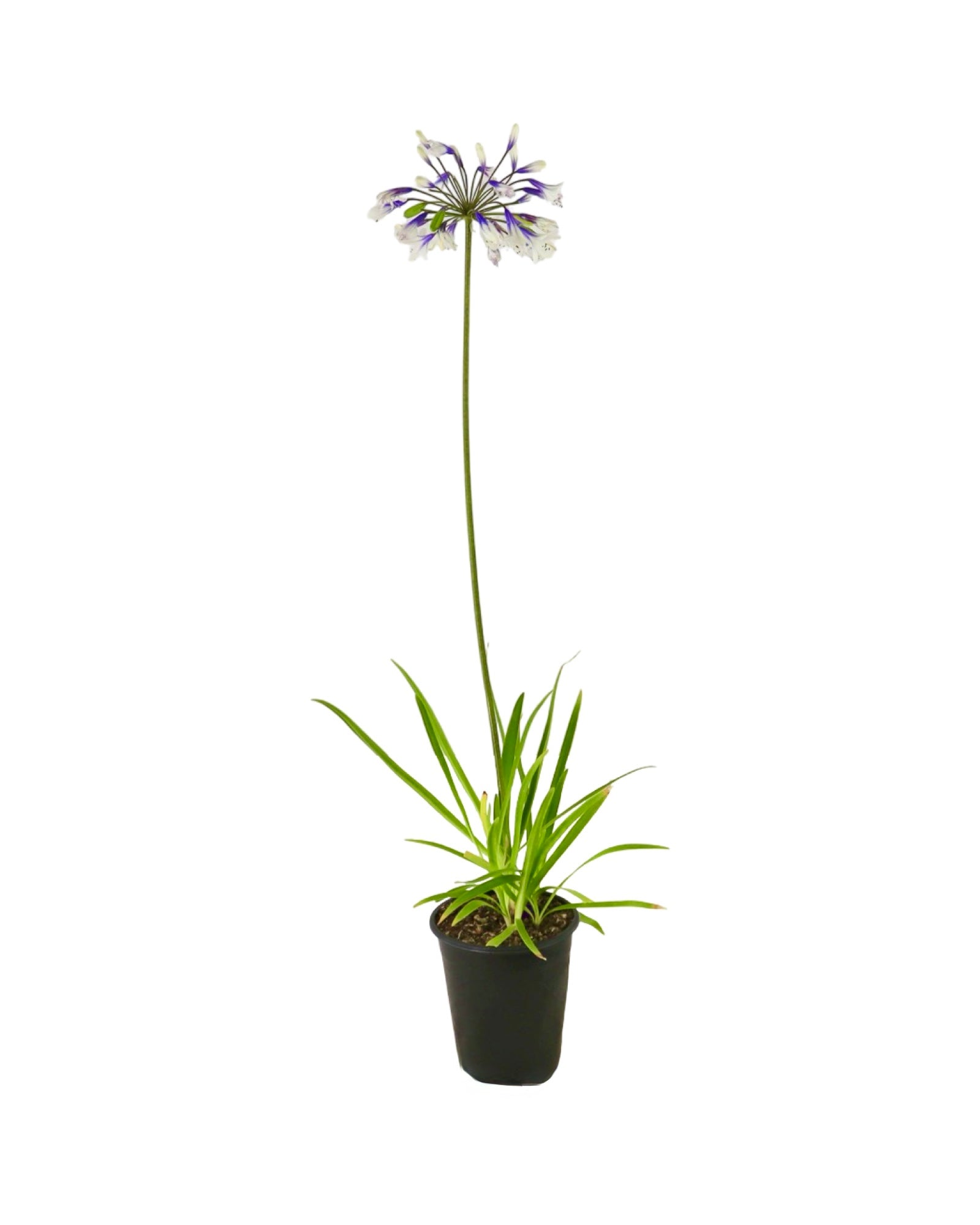 Agapanthus 'Twister' - Perennials