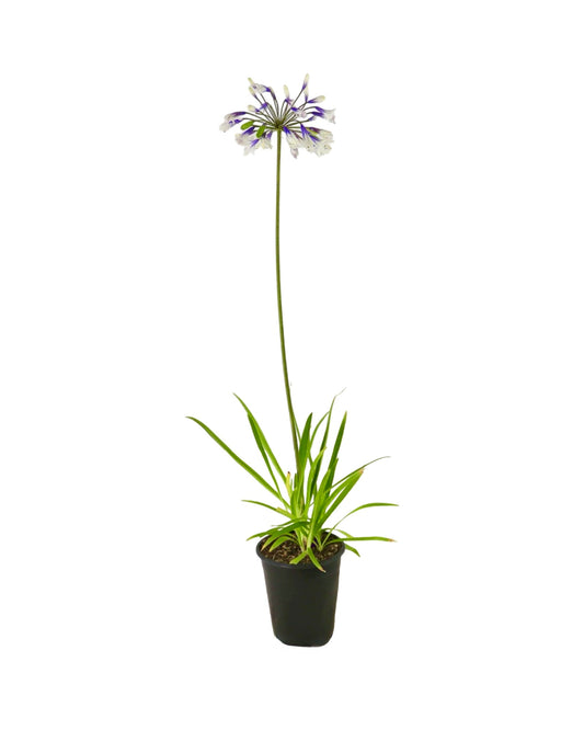 Agapanthus 'Twister' - Perennials