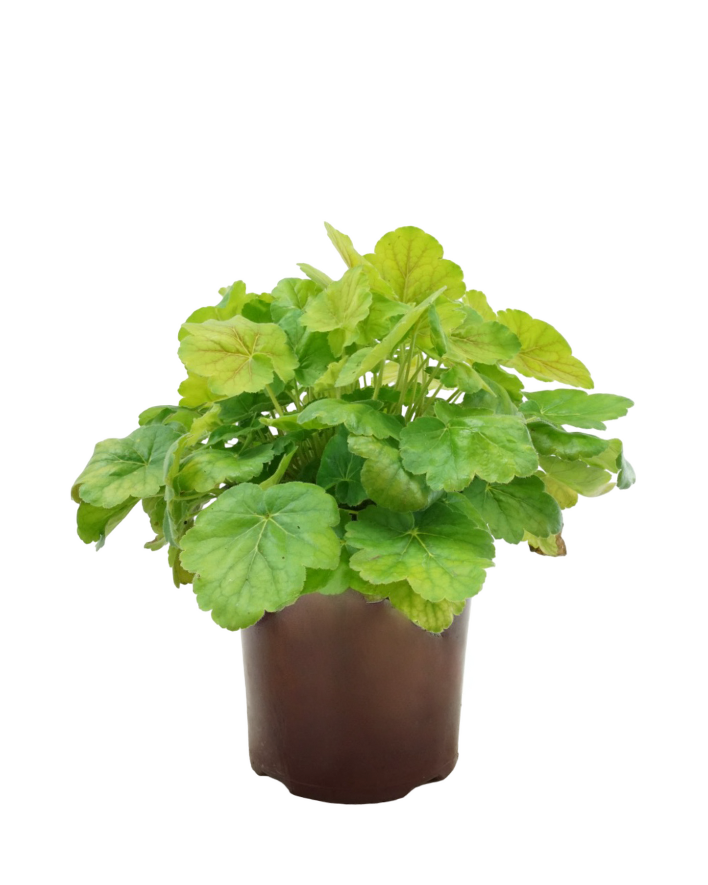 Heuchera 'Northern Exposure Sienna'