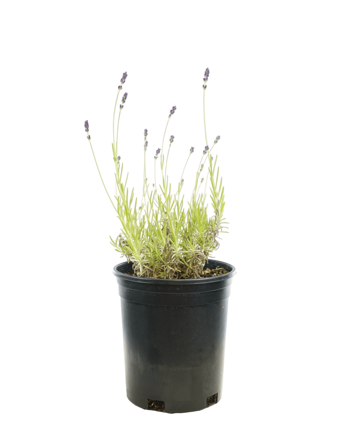 Lavandula 'SuperBlue' - The Garden Corner