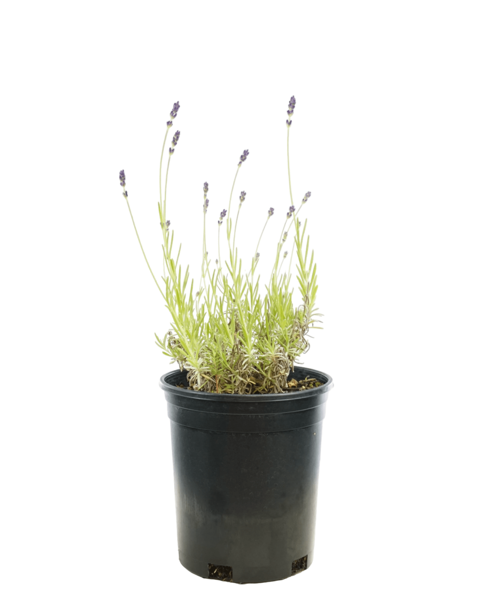 Lavandula 'SuperBlue' - The Garden Corner