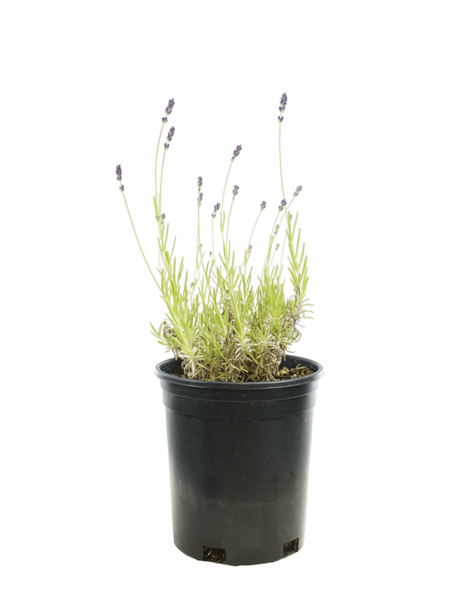 Lavandula 'SuperBlue' - The Garden Corner