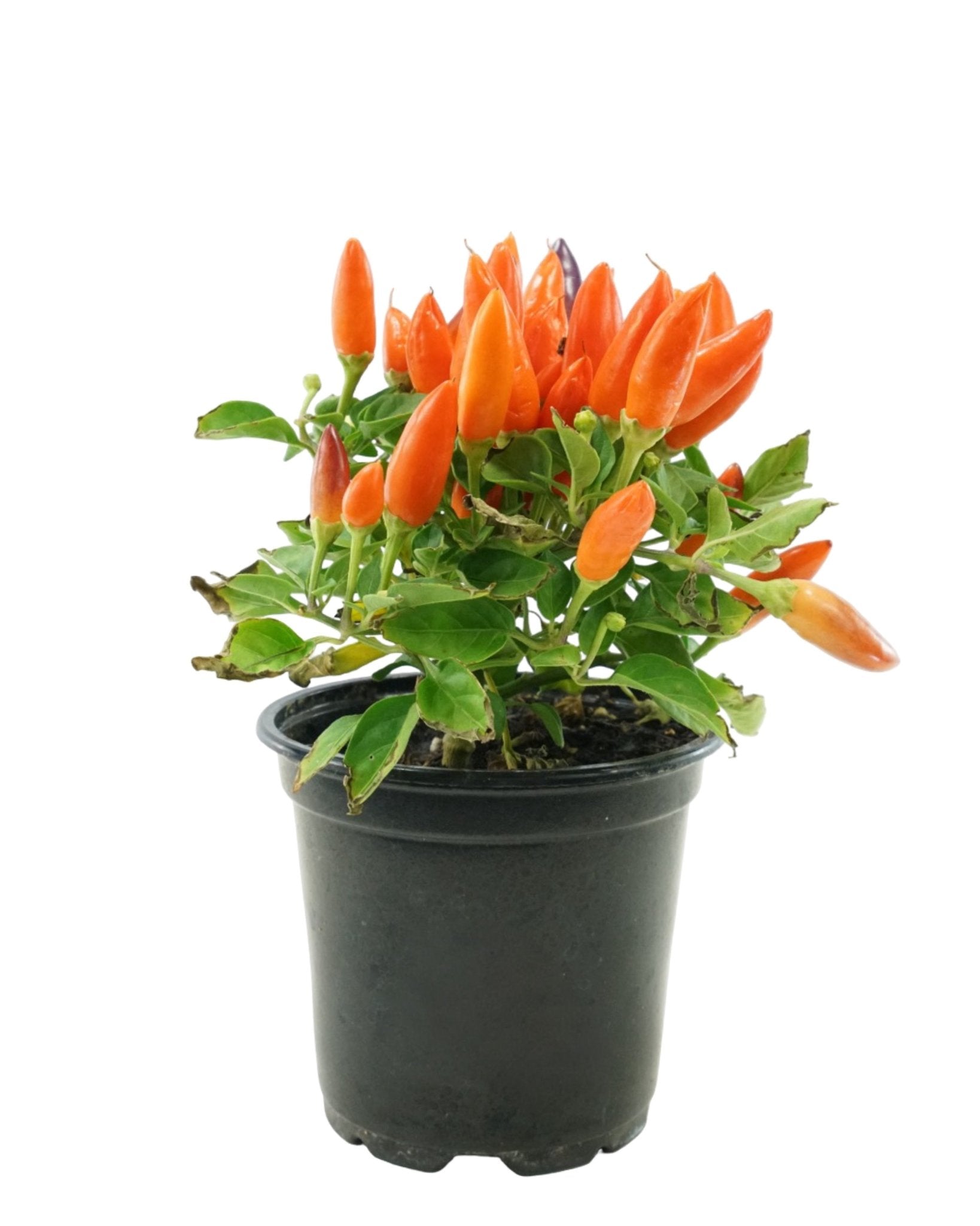 Capsicum annuum 'Acapulco Multicolor' - The Garden Corner