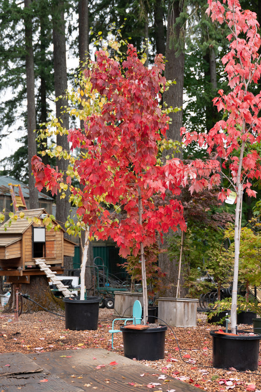 Acer rubrum 'October Glory' - Trees