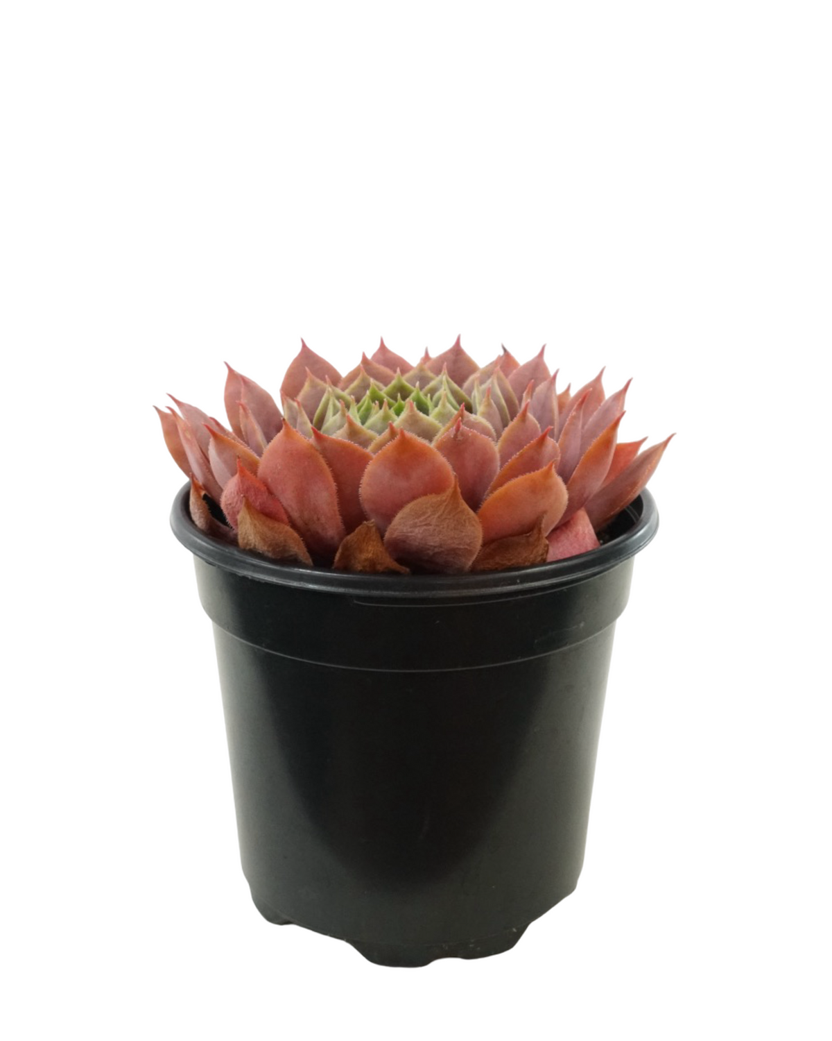 Sempervivum assorted - Groundcovers
