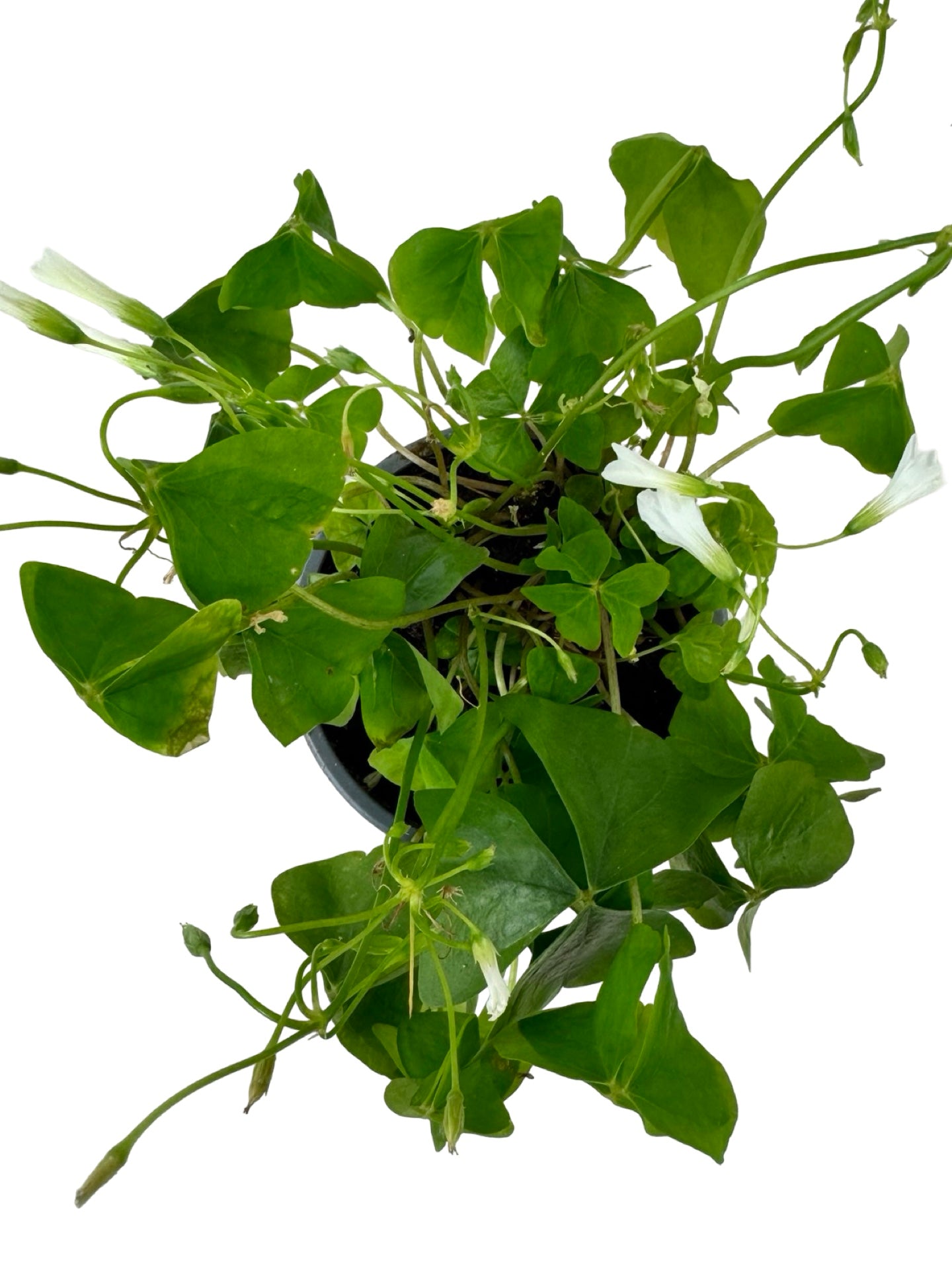 Oxalis regnellii - House Plants