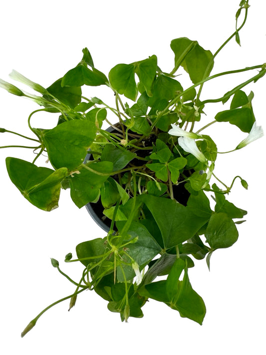 Oxalis regnellii - House Plants