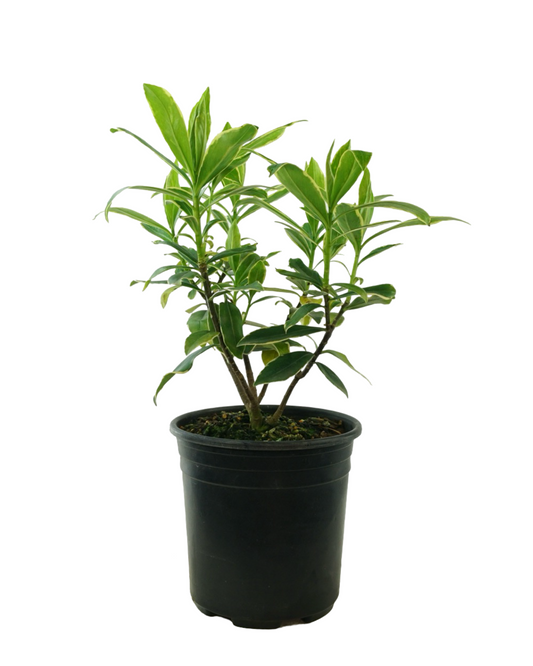Daphne odora 'Aureomarginata'