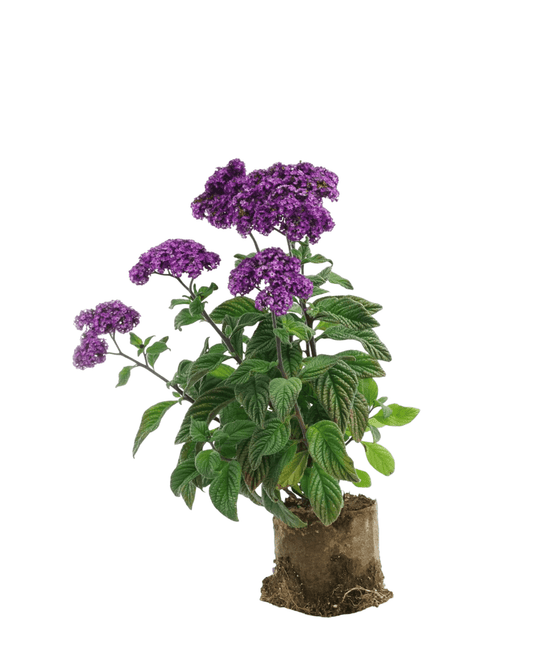 Heliotrope 'Fragrant Delight' - The Garden Corner