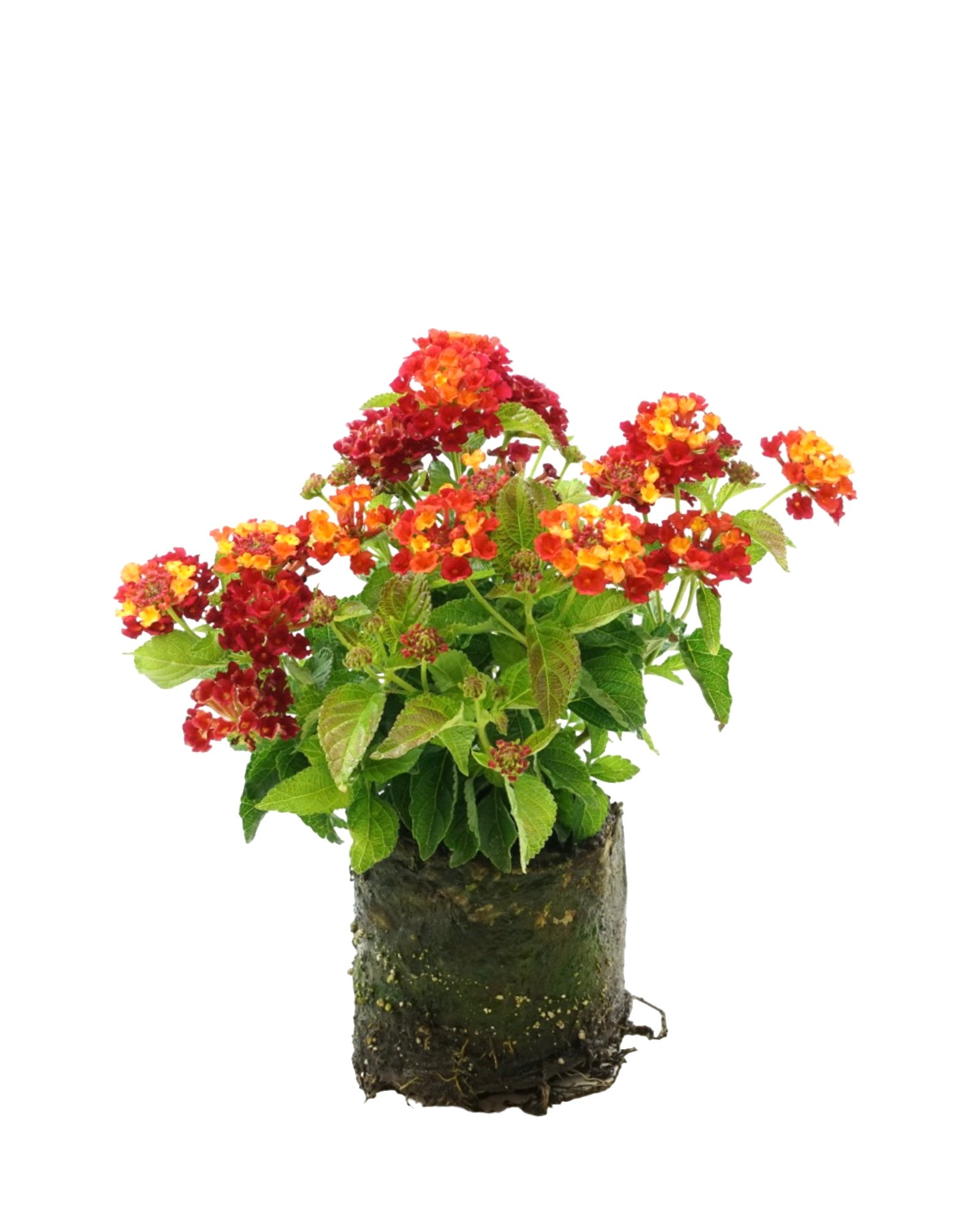 Lantana 'Bandolero Red' - Annuals