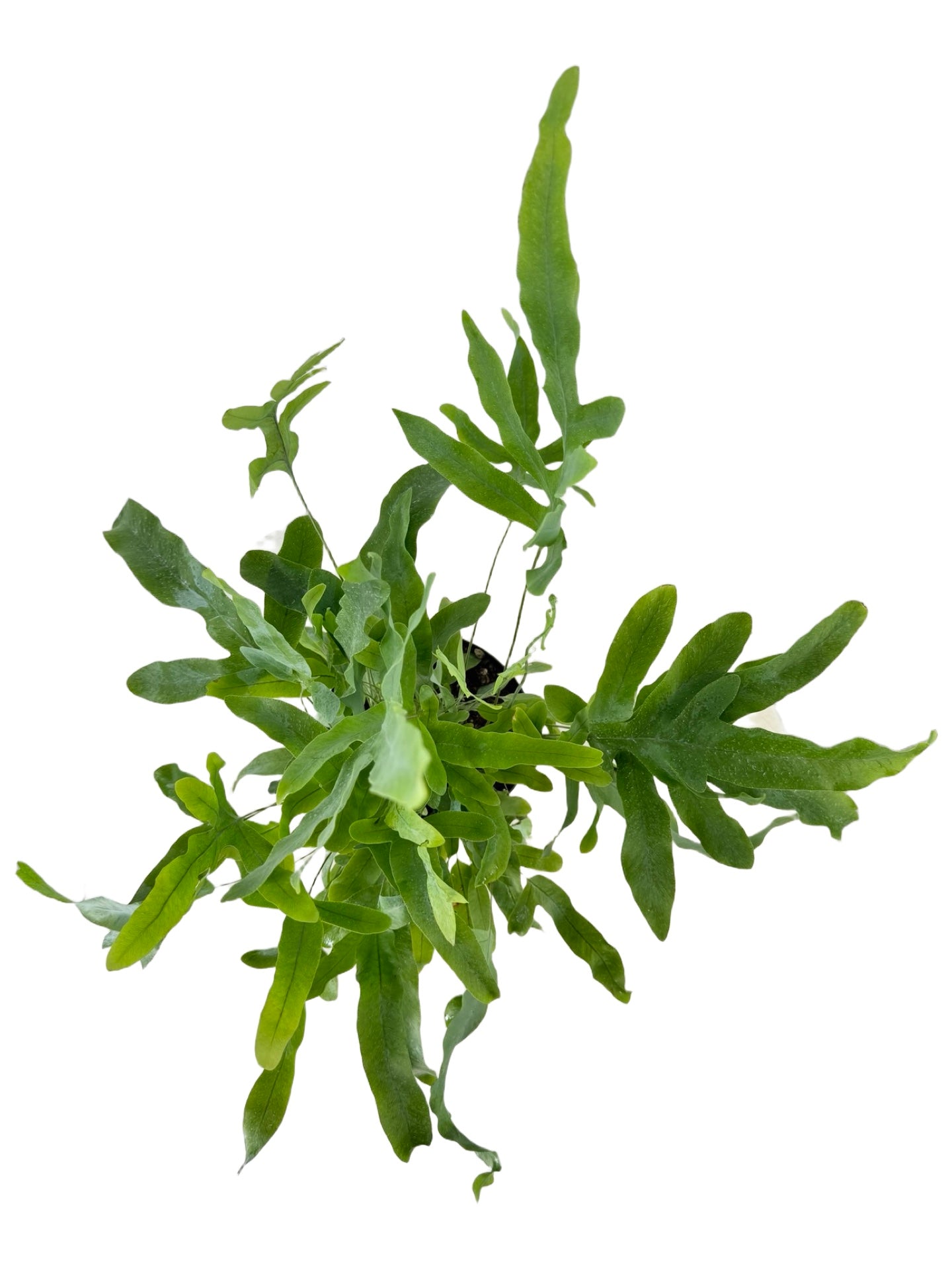 Phlebodium aureum 'Blue Star' - House Plants