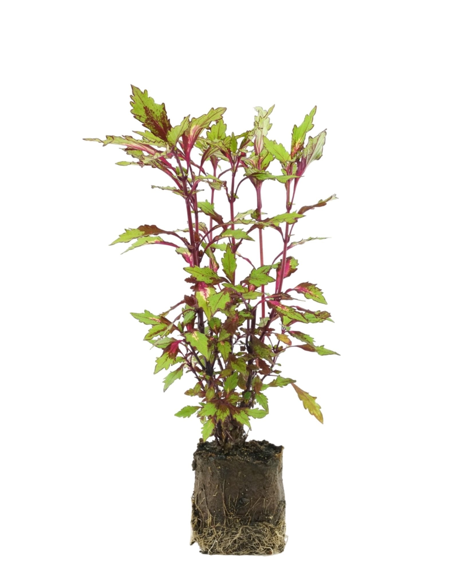 Coleus 'Special Effects' - The Garden Corner