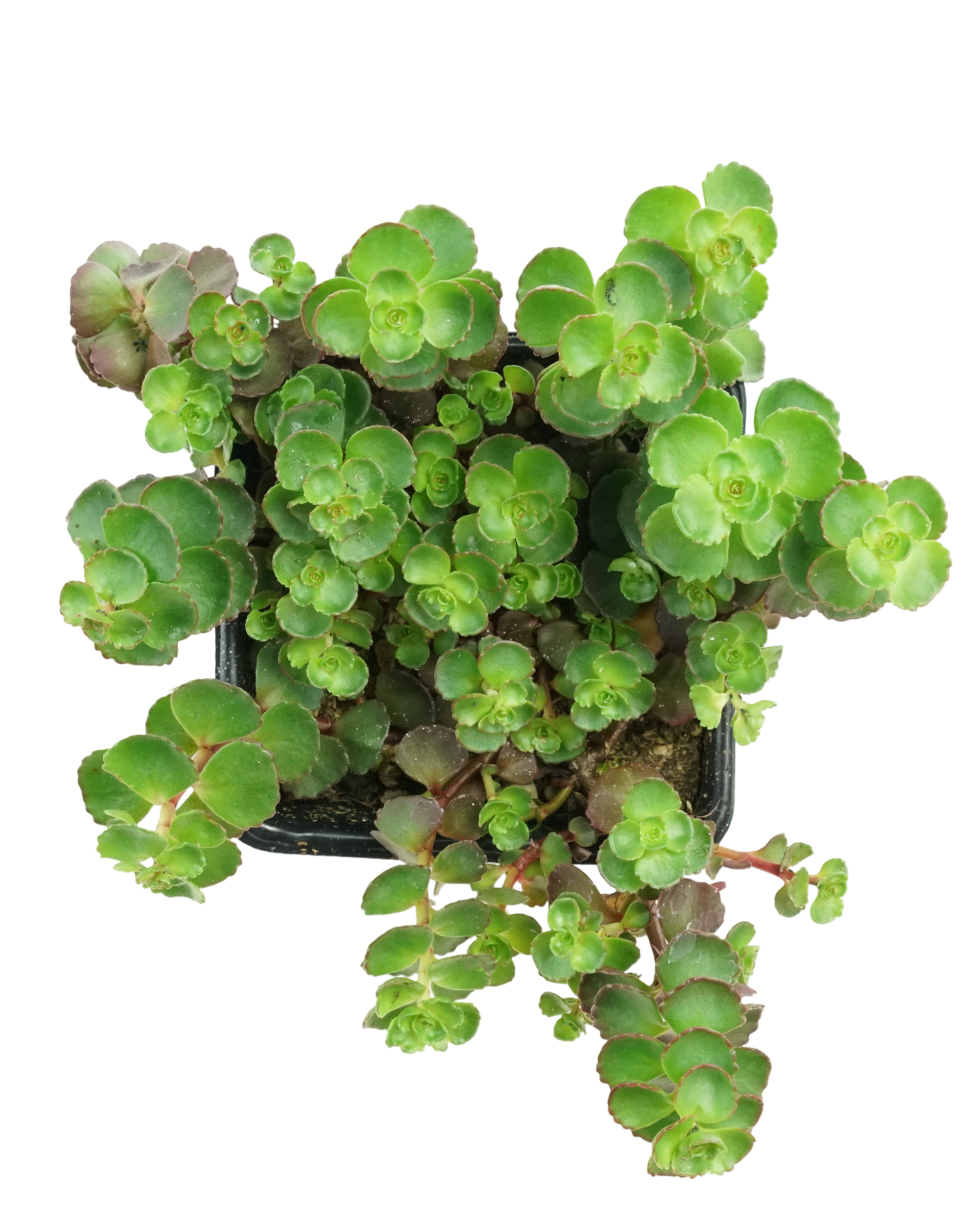 Sedum spurium 'Fuldaglut' - Perennials