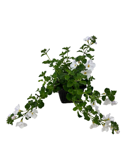 Bacopa 'Calypso Jumbo White' - Annuals