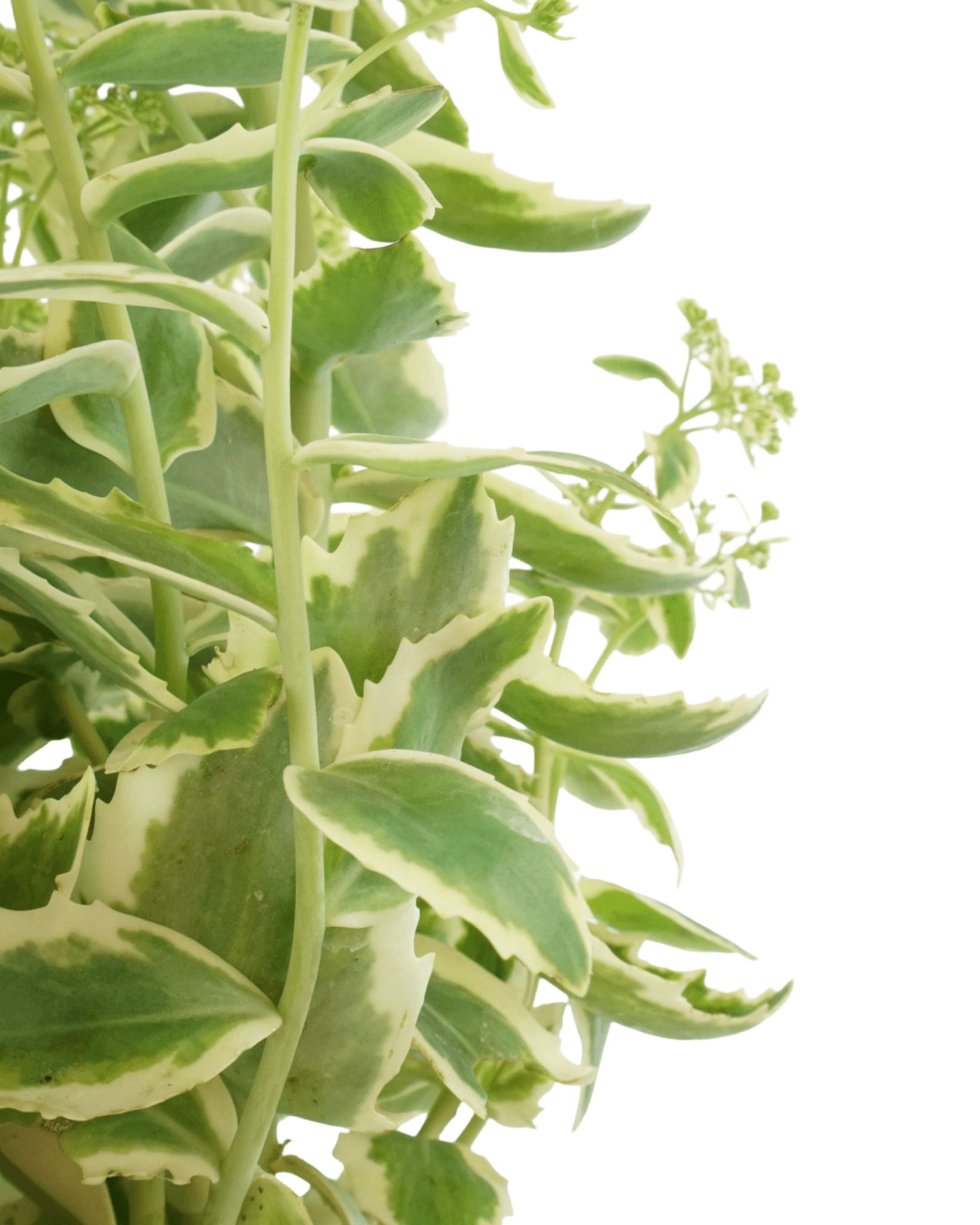 Sedum 'Autumn Charm' - The Garden Corner