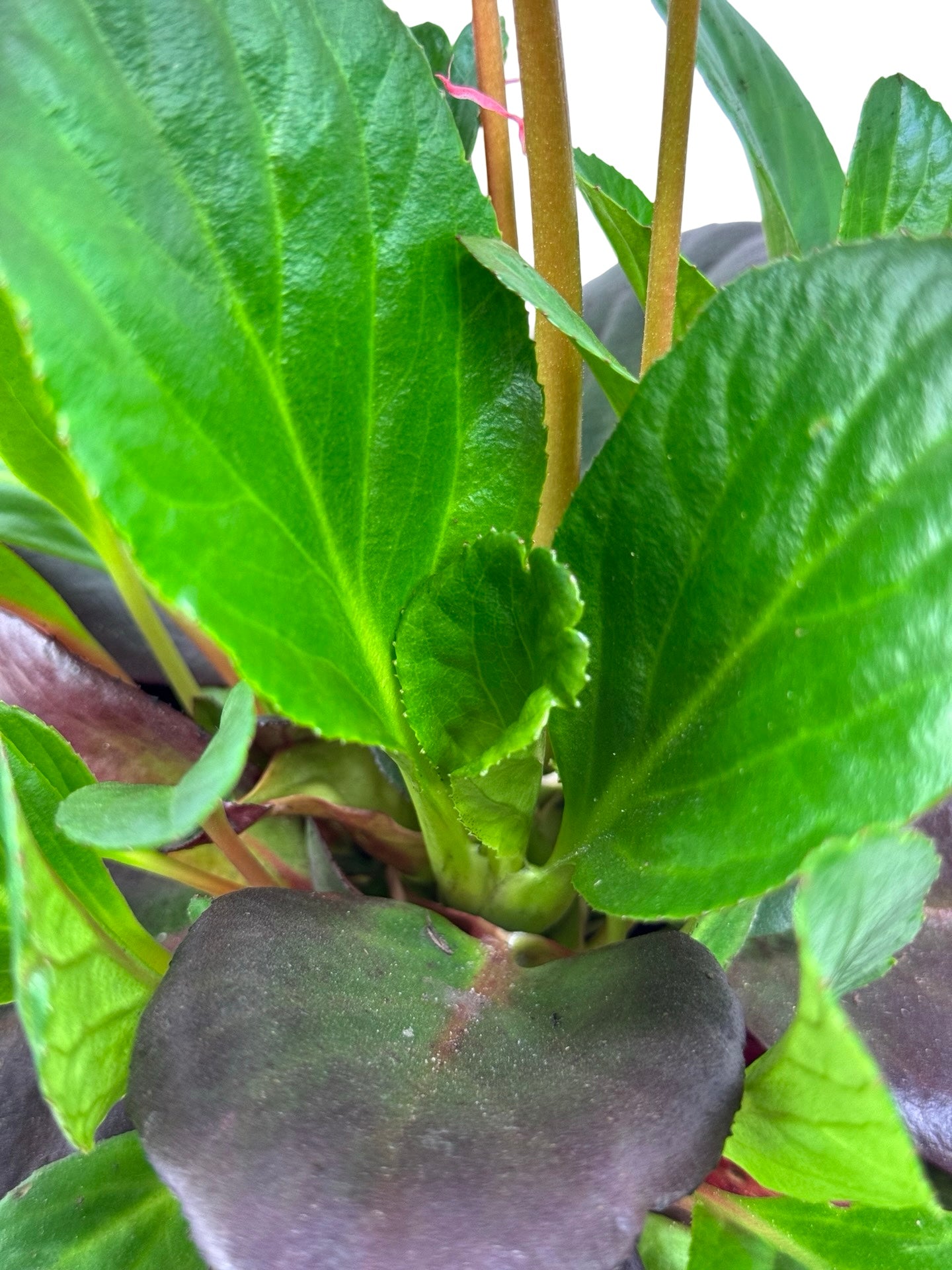 Bergenia Early Brilliance™ 'Magenta' - Perennials