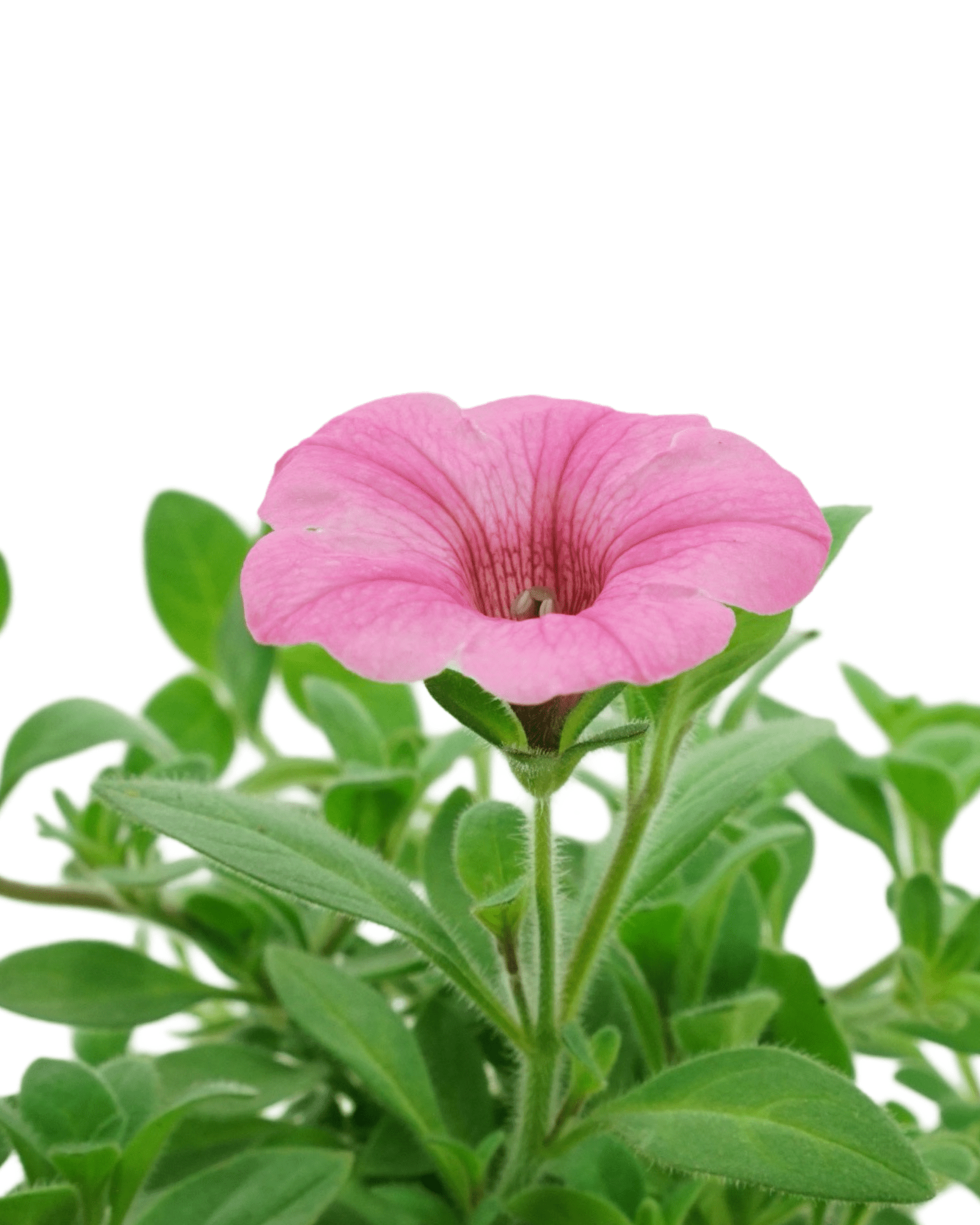 Petunia 'Dekko™ Maxx Pink' - The Garden Corner