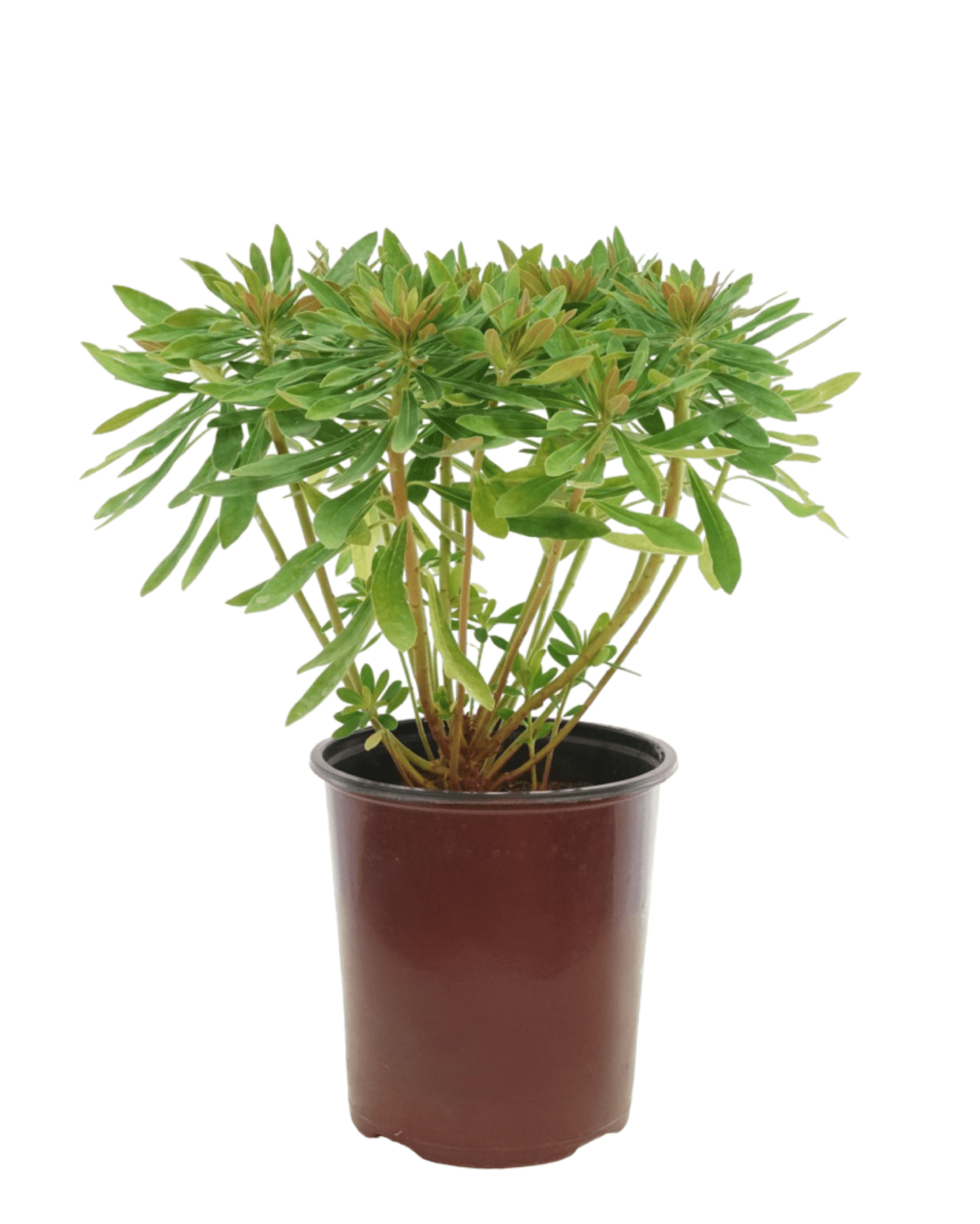 Euphorbia x martinii - The Garden Corner