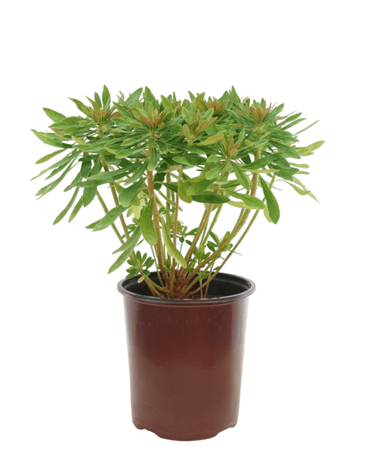 Euphorbia x martinii - The Garden Corner