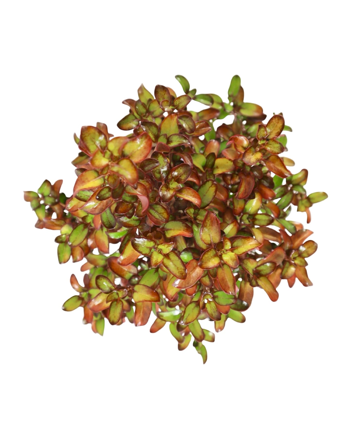 Coprosma 'Pina Colada' - Perennials
