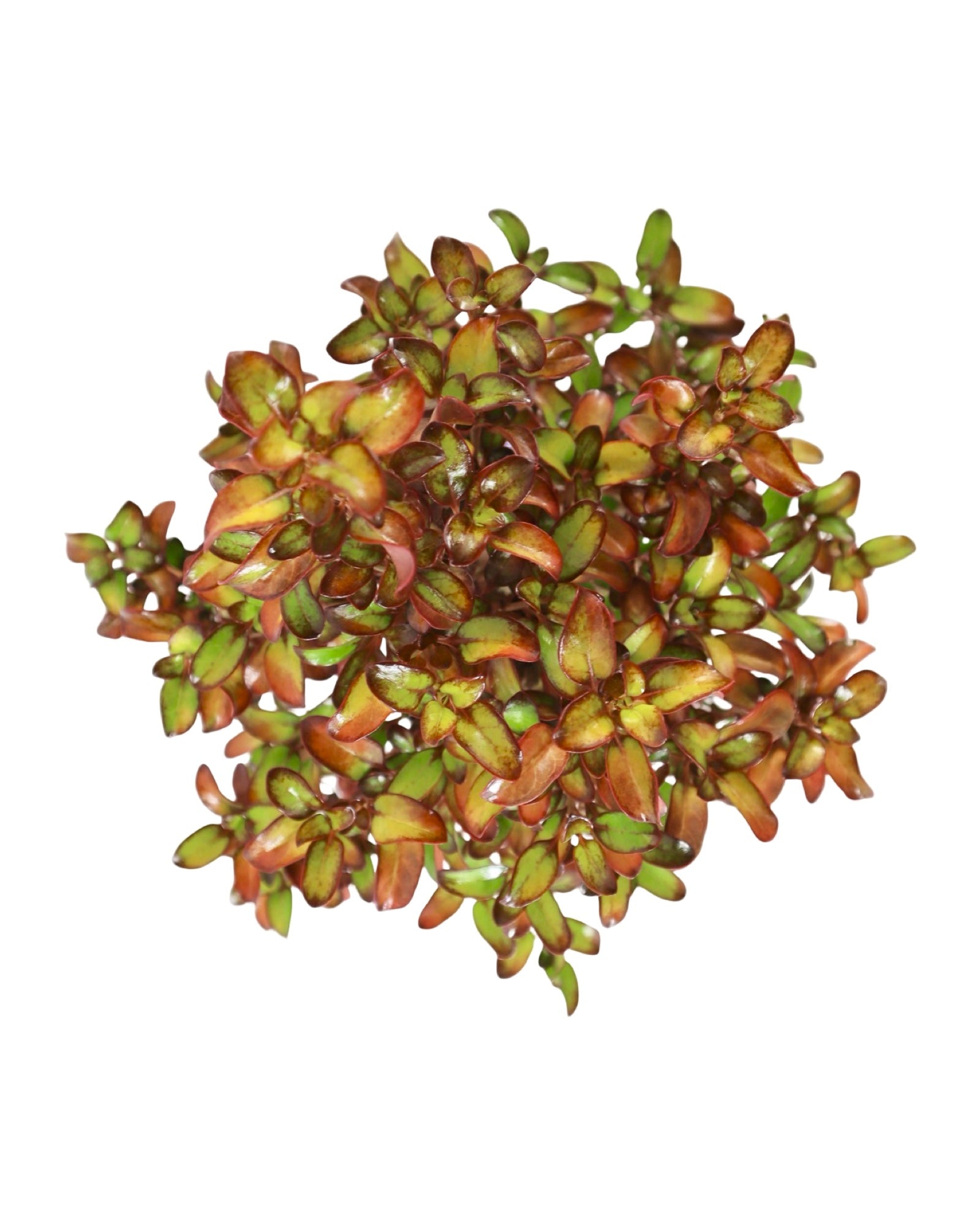 Coprosma 'Pina Colada' - Perennials