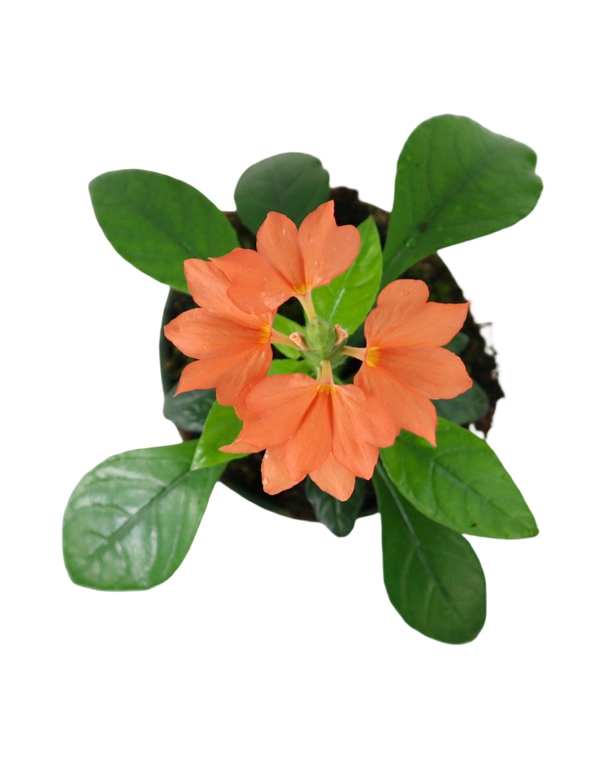 Crossandra infundibuliformis - House Plants