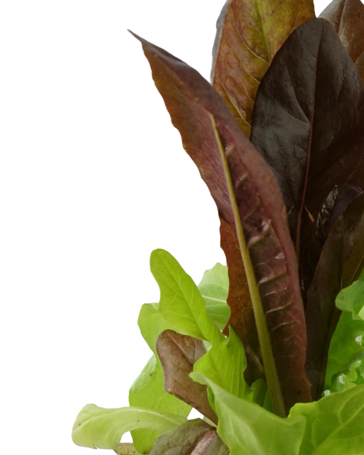 Lettuce Mix