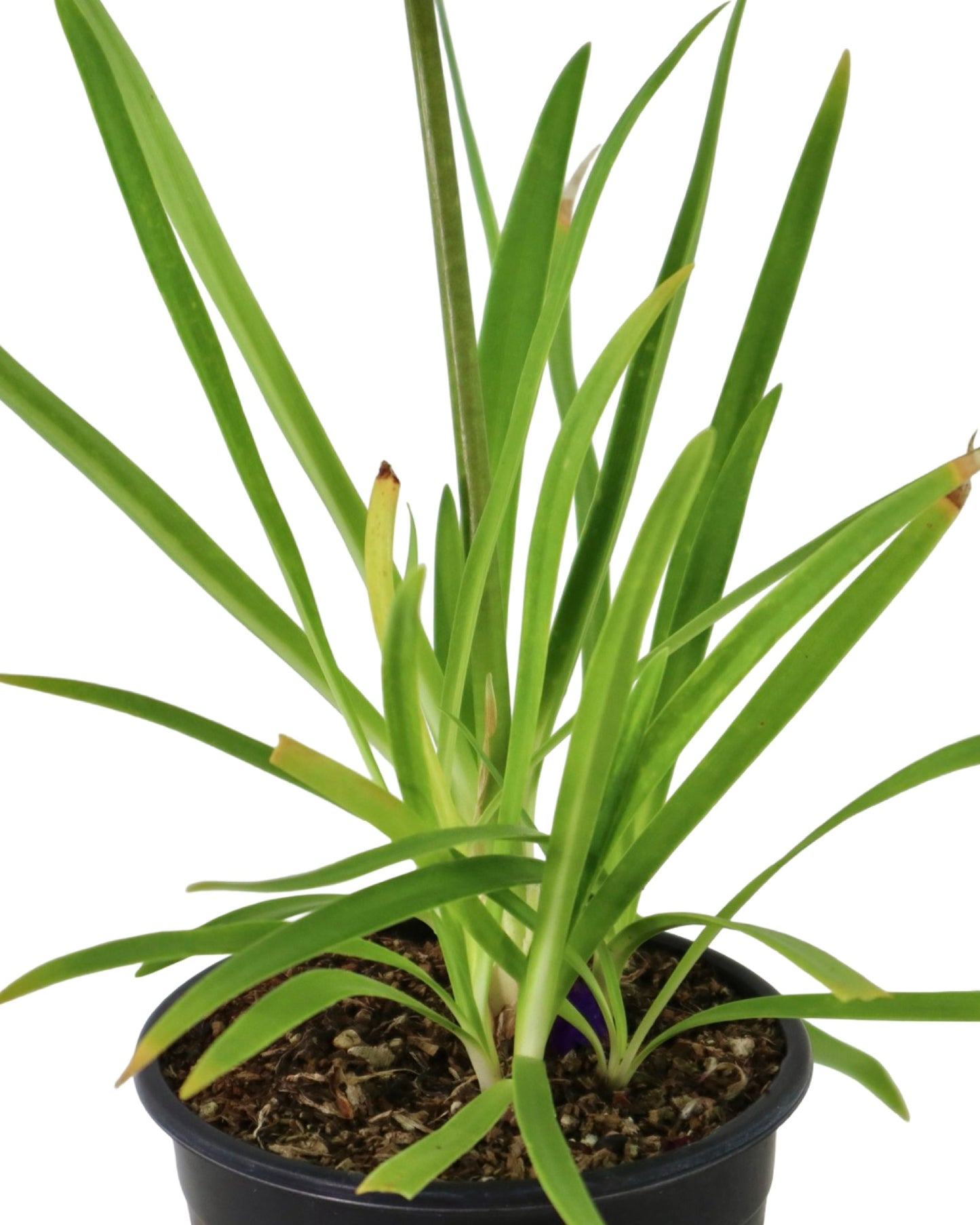 Agapanthus 'Twister' - Perennials