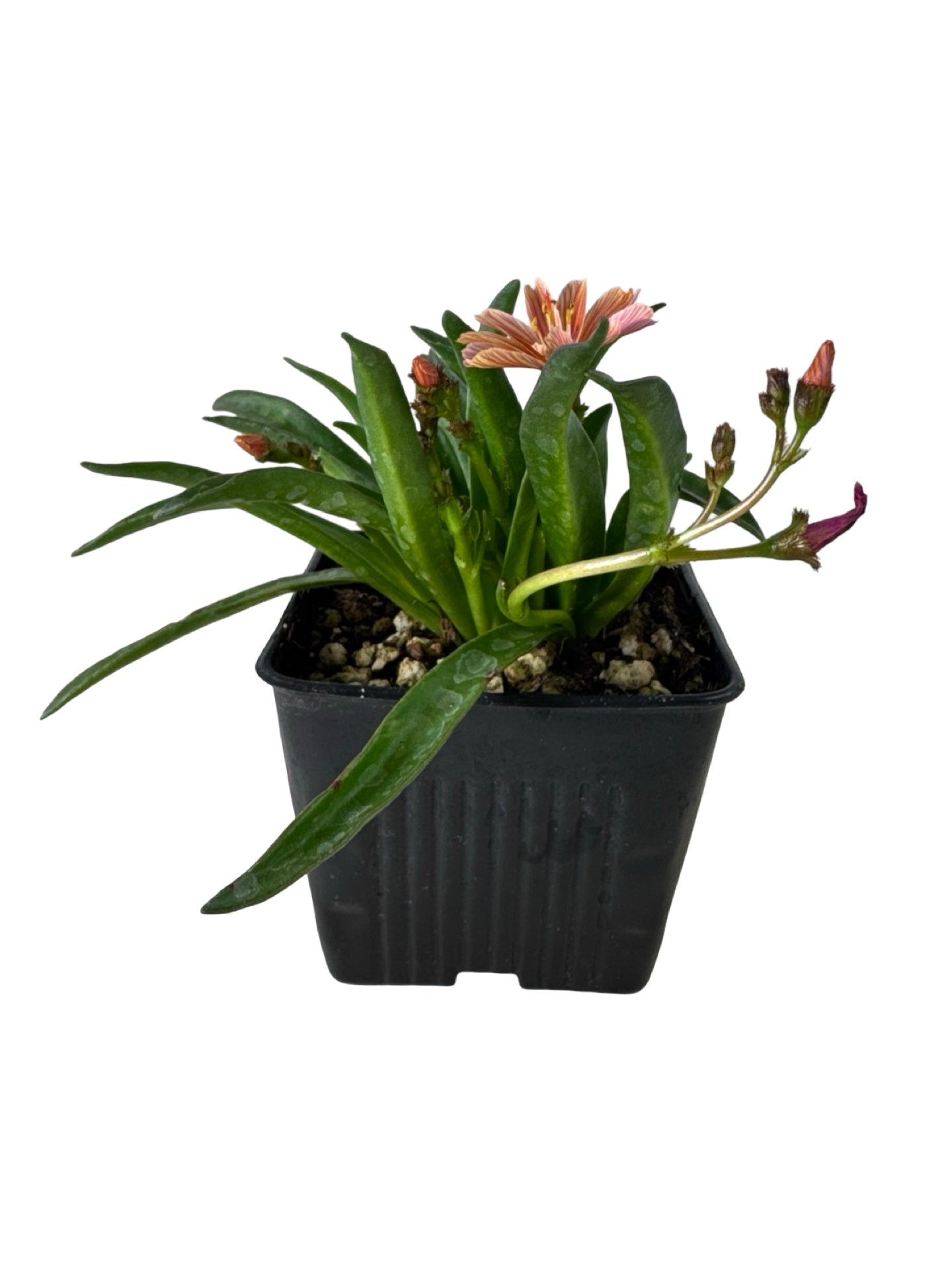 Lewisia 'Little Plum' - Perennials