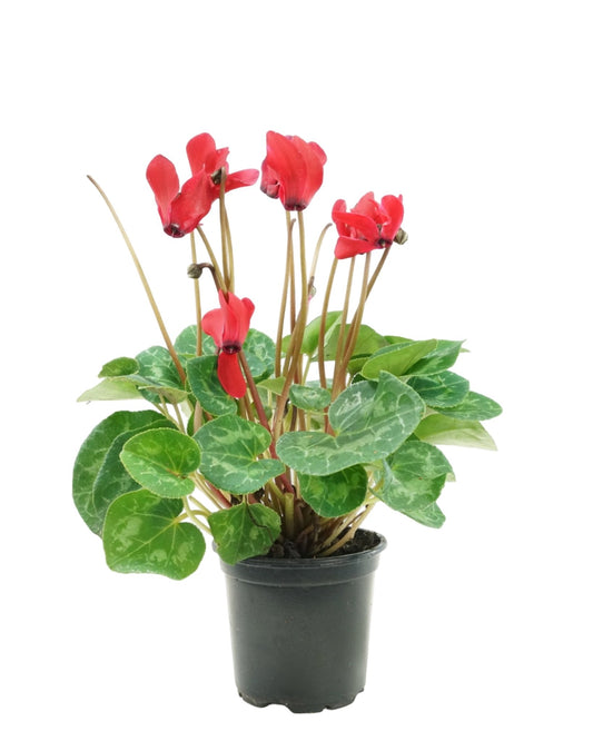Cyclamen 'SuperSerie Allure Red' - The Garden Corner