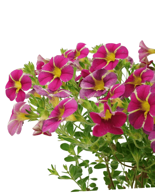 Calibrachoa 'Cherry Star' - The Garden Corner