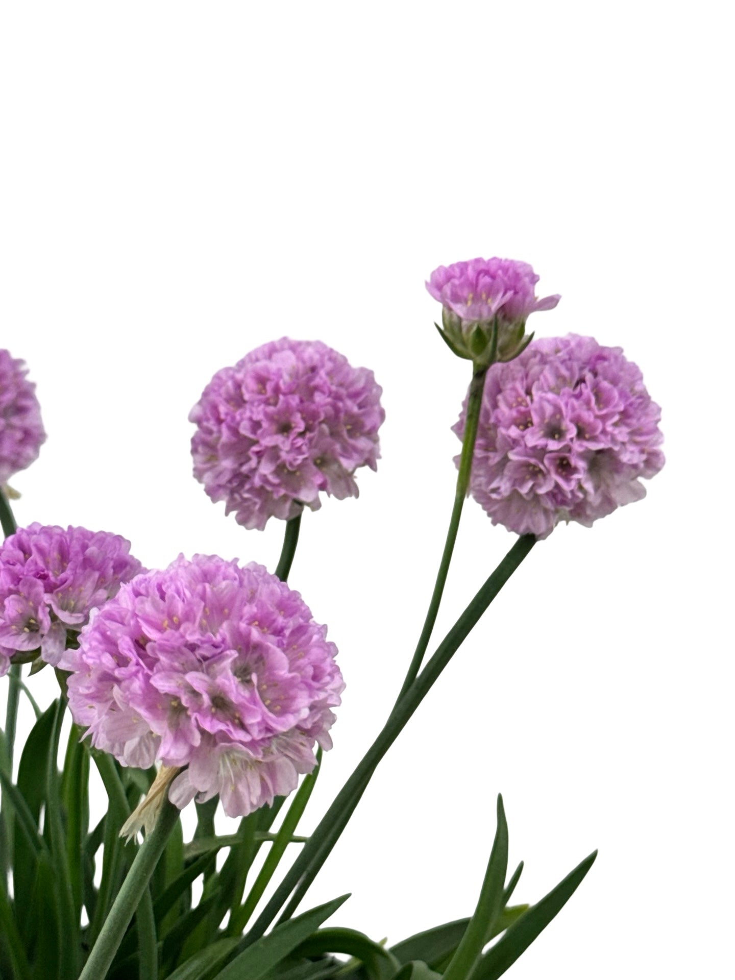 Armeria pseudarmeria 'Sweet Dreams' - Perennials