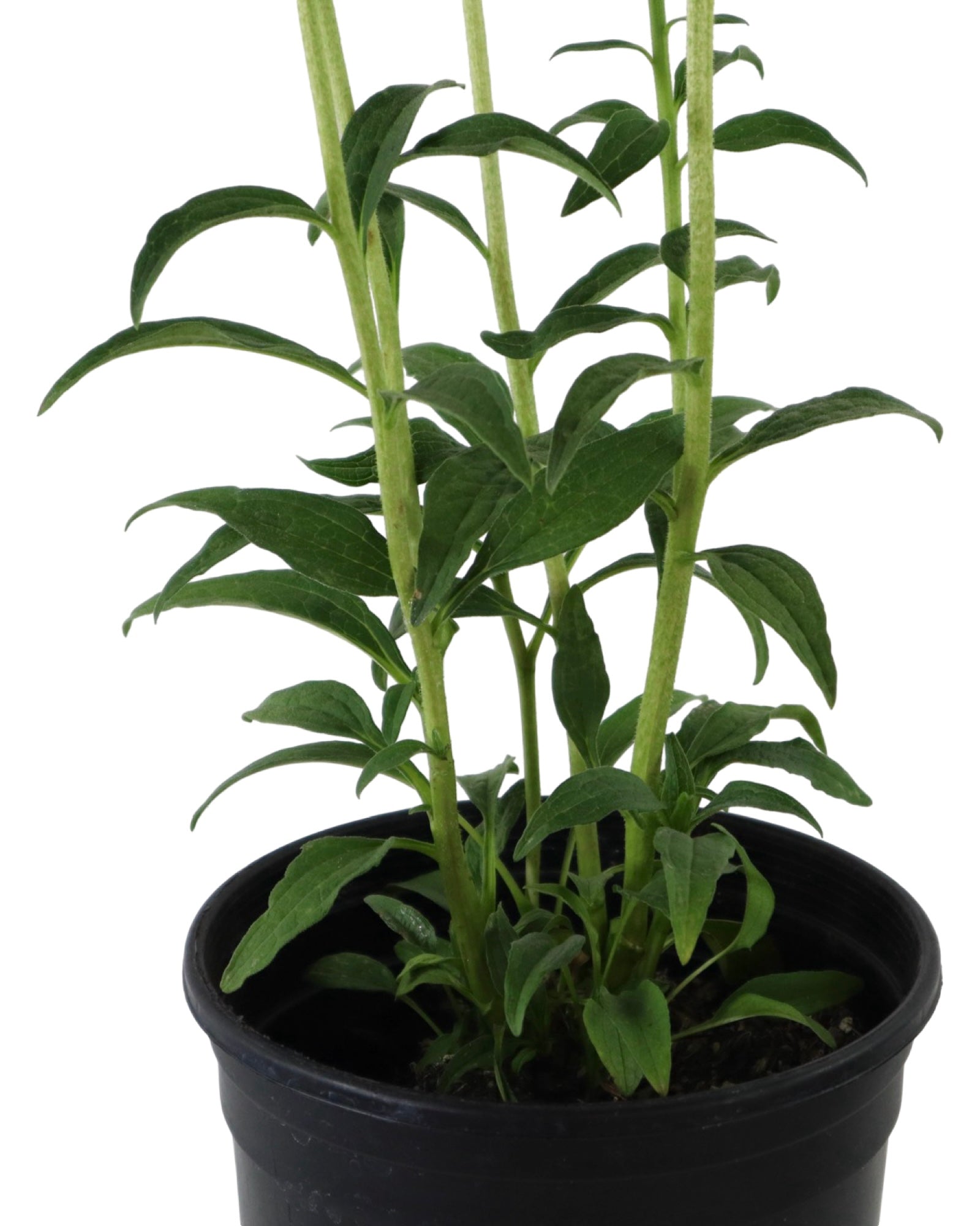 Echinacea 'Green Jewel' - Perennials