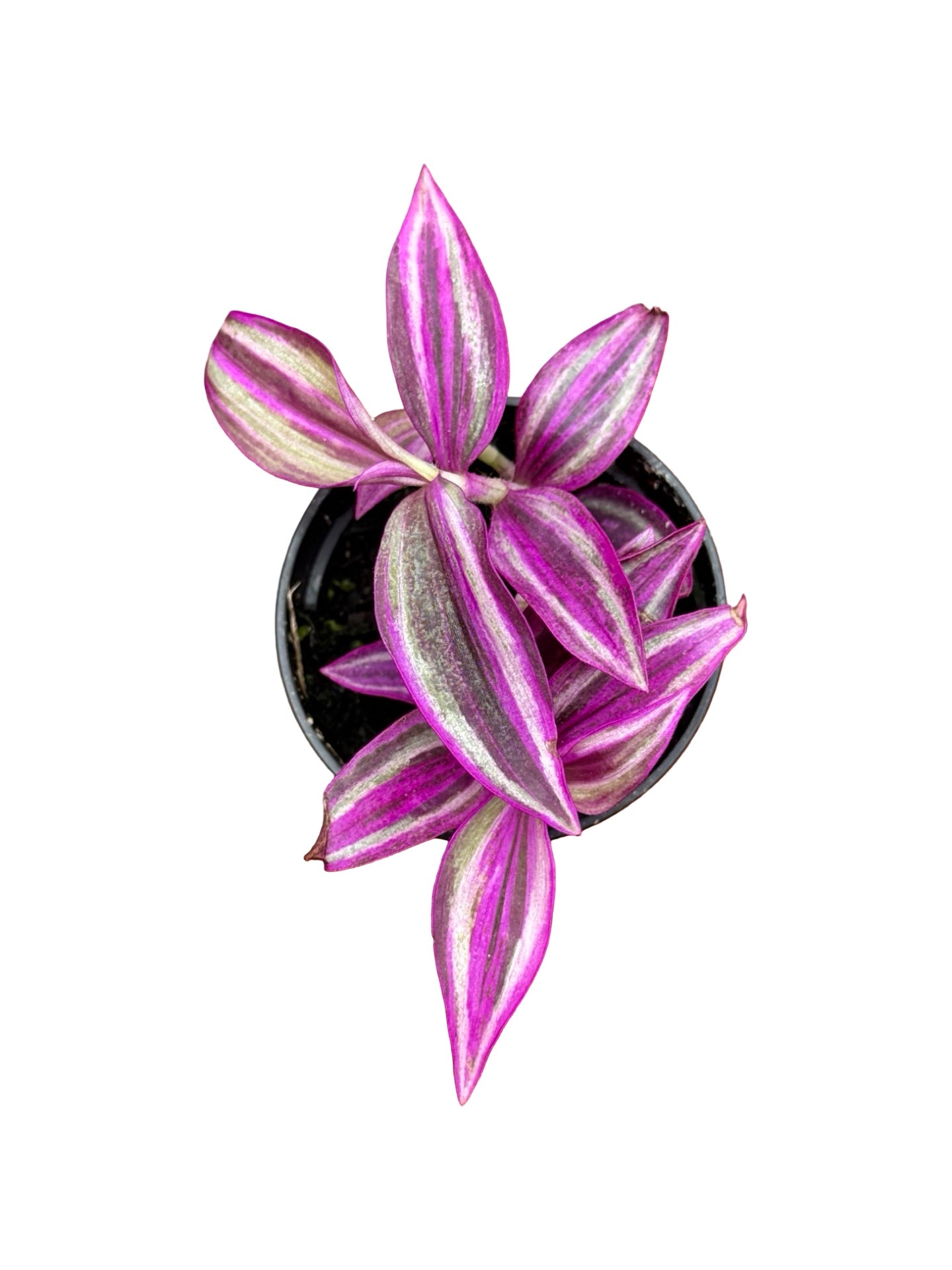 Tradescantia 'Pink Paradise' - House Plants