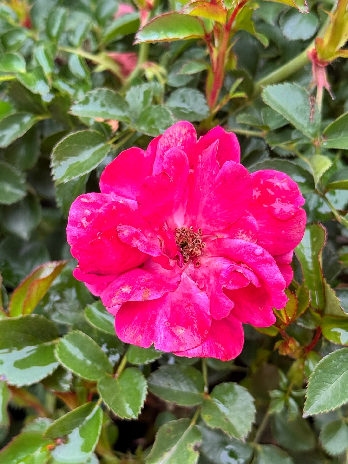 Rosa Nitty Gritty® Pink - Shrubs