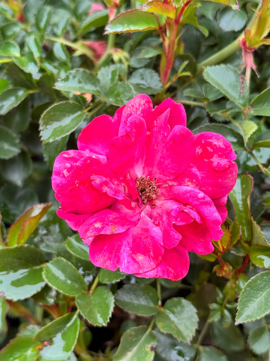 Rosa Nitty Gritty® Pink - Shrubs