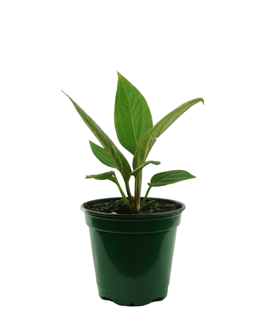 Anthurium jenmanii - The Garden Corner