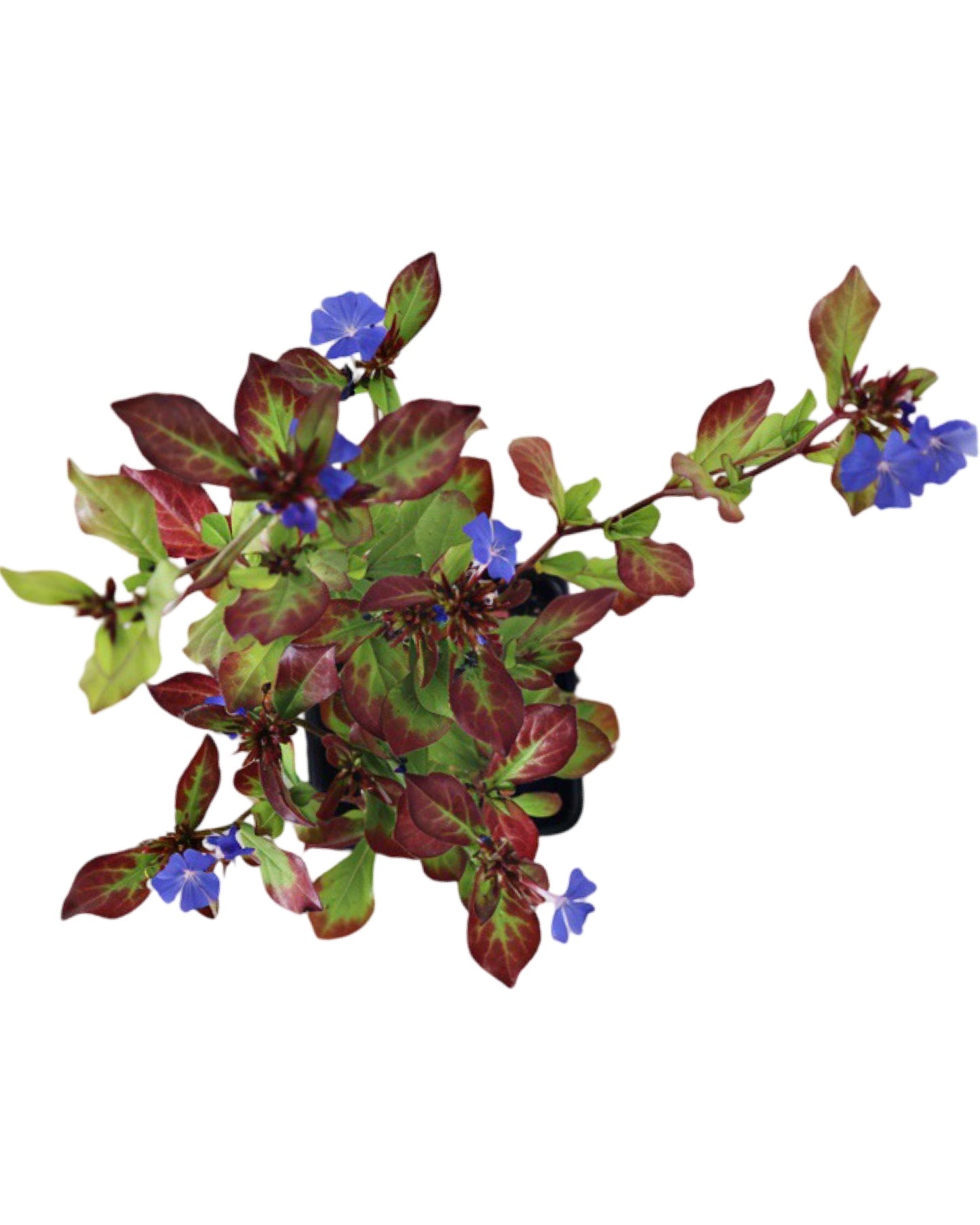 Ceratostigma plumbaginoides - Perennials