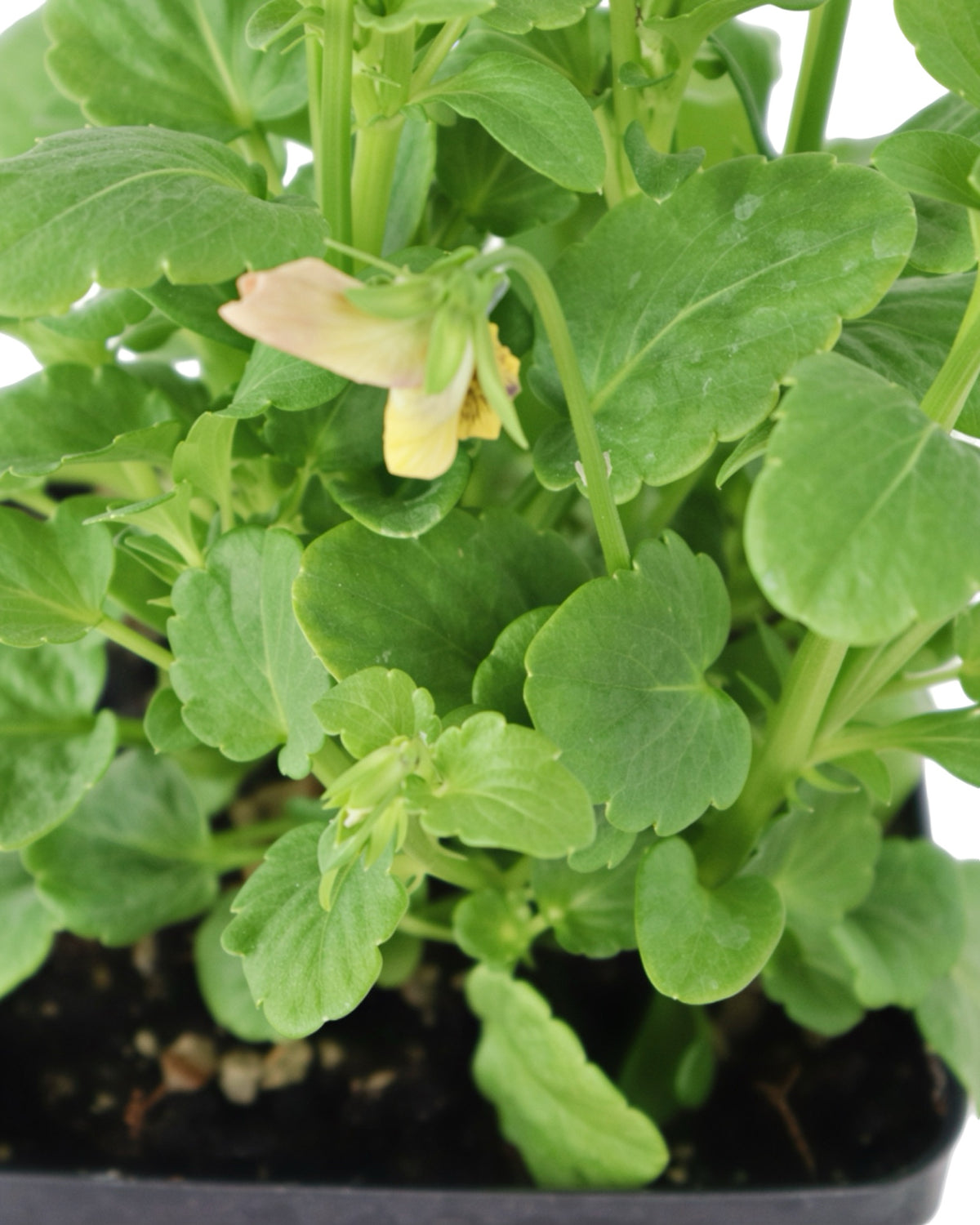 Viola - Seasonal Plant