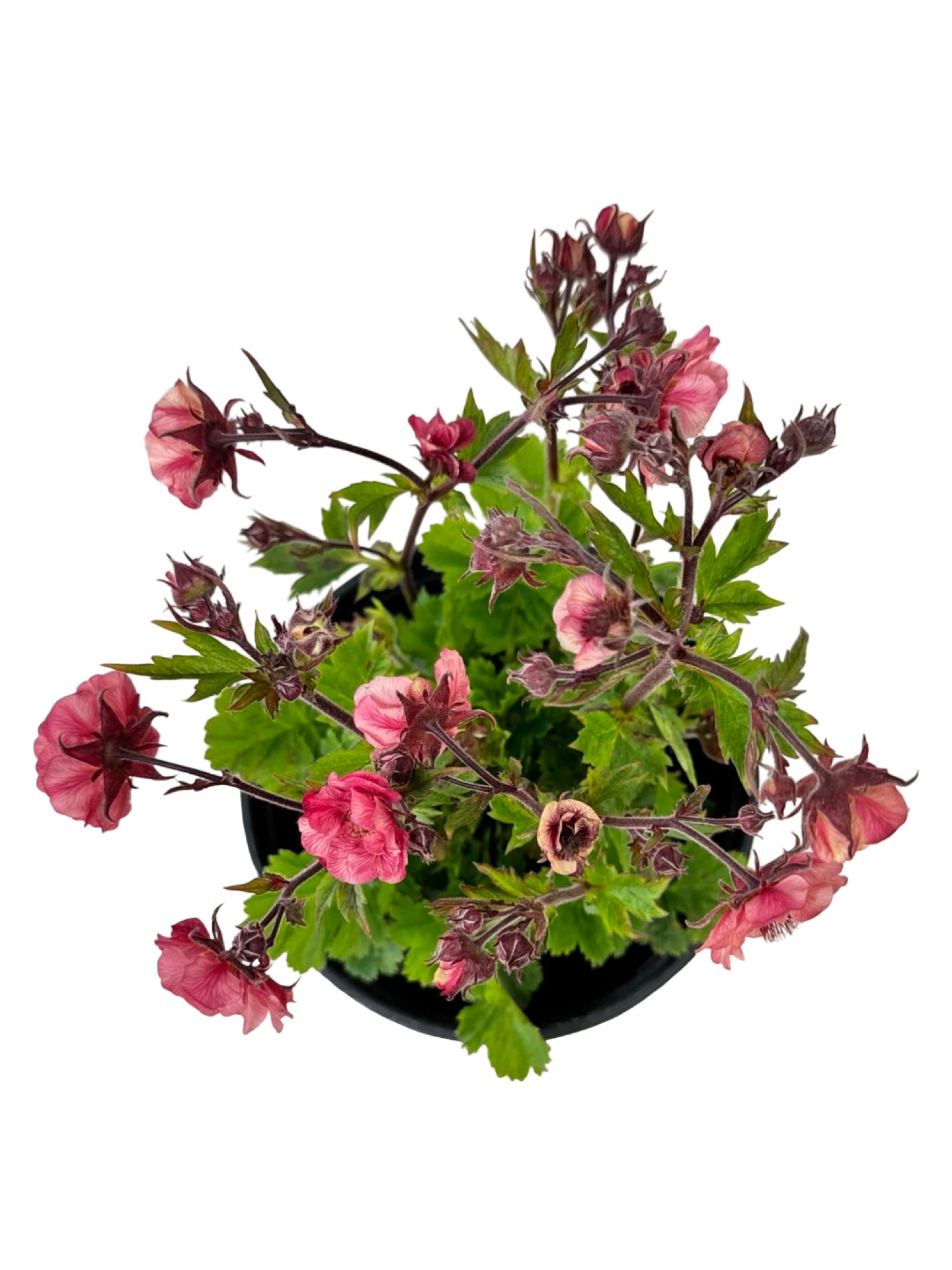 Geum 'Tempo Rose' - Perennials